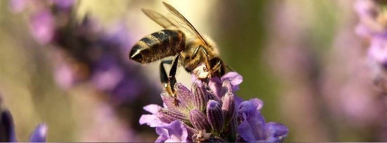 Abeille butinant lavande