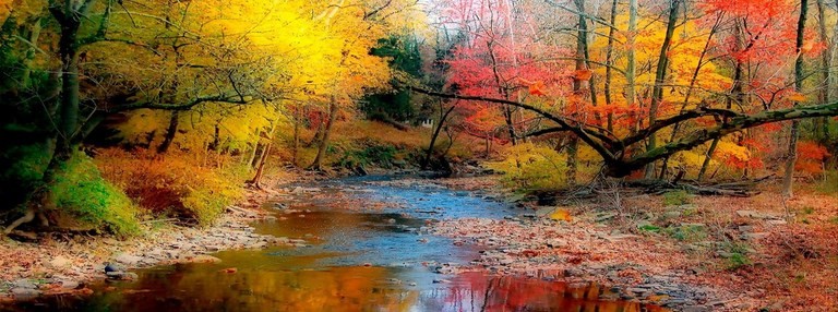 Sous-bois d'automne